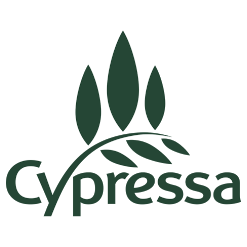 Cypressa